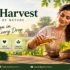 Pure Harvest Mustard Oil